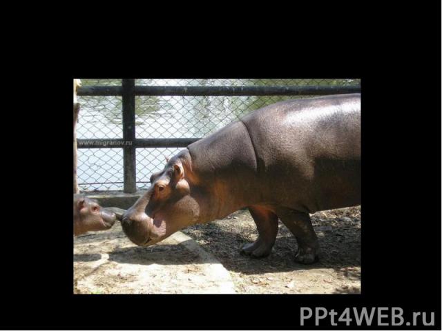A hippo