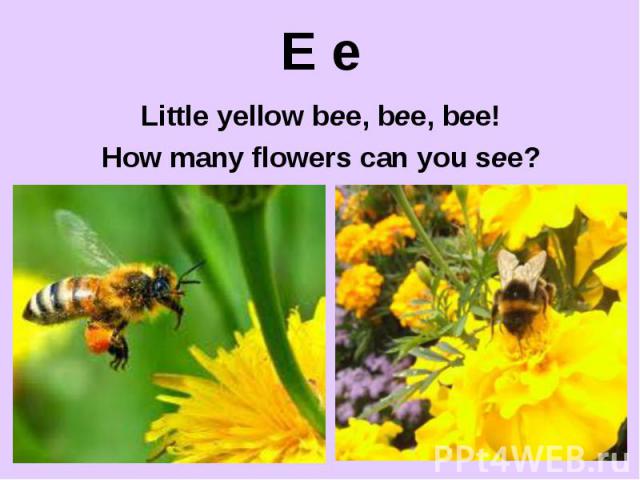 E e Little yellow bee, bee, bee! How many flowers can you see?