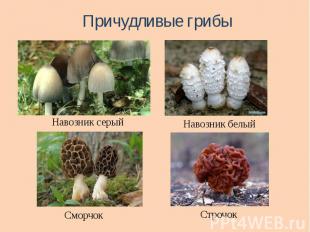 Причудливые грибы