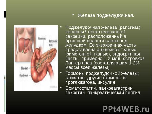 Железа поджелудочная. Железа поджелудочная. Поджелудочная железа (pancreas) - непарный орган смешанной секреции, расположенный в брюшной полости слева под желудком. Ее экзокринная часть представлена ацинозной тканью (зимогенной тканью), эндокринная …