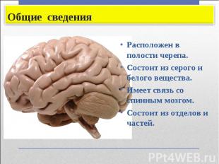 Расположен в полости черепа. Расположен в полости черепа. Состоит из серого и бе