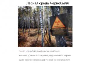 Лесная среда Чернобыля После чернобыльской аварии наиболее высокие уровни поглощ