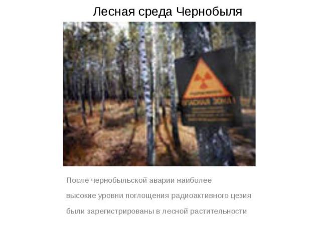 Лесная среда Чернобыля После чернобыльской аварии наиболее высокие уровни поглощения радиоактивного цезия были зарегистрированы в лесной растительности