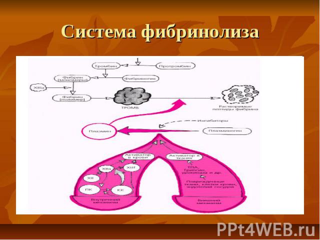 Система фибринолиза