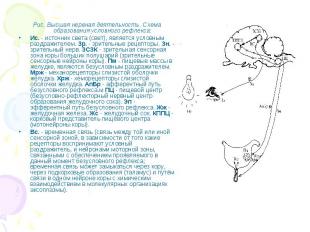 Рис. Высшая нервная деятельность. Схема образования условного рефлекса: Рис. Выс