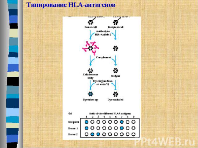 Типирование HLA-антигенов
