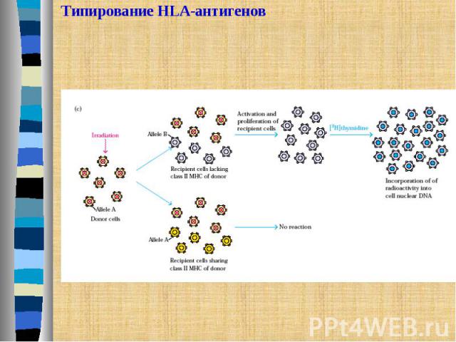 Типирование HLA-антигенов