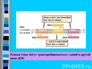Разные гены могут транскрибироваться с одной и другой цепи ДНК