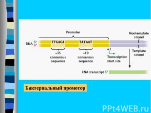 Бактериальный промотор