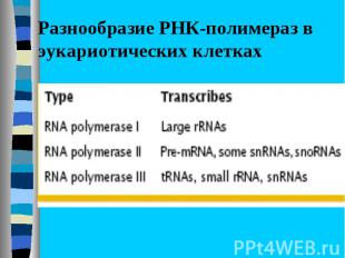 Разнообразие РНК-полимераз в эукариотических клетках