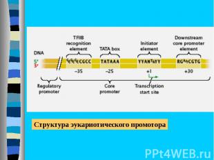 Разнообразие РНК-полимераз в эукариотических клетках