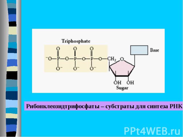 Рибонклеозидтрифосфаты – субстраты для синтеза РНК