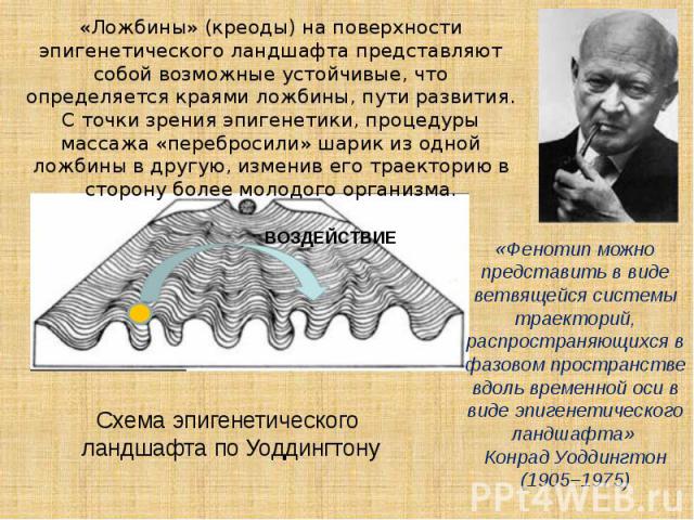 Ложбины» (креоды) на поверхности эпигенетического ландшафта представляют собой возможные устойчивые, что определяется краями ложбины, пути развития. С точки зрения эпигенетики, процедуры массажа «перебросили» шарик из одной ложбины в другую, изменив…