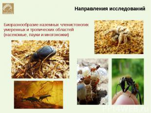 Биоразнообразие наземных членистоногих умеренных и тропических областей (насеком