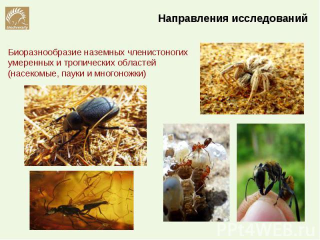 Биоразнообразие наземных членистоногих умеренных и тропических областей (насекомые, пауки и многоножки