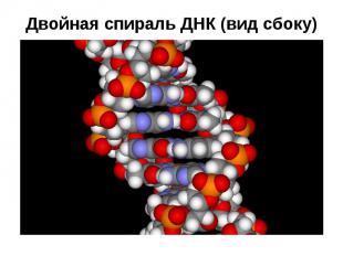 Двойная спираль ДНК (вид сбоку)