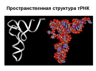 Пространственная структура тРНК