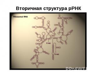 Вторичная структура рРНК