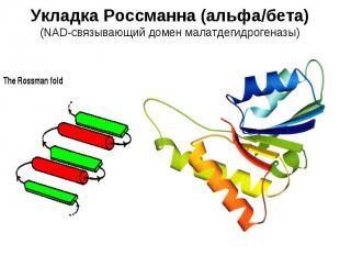 Укладка Россманна (альфа/бета) (NAD-связывающий домен малатдегидрогеназы)