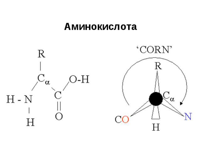 Аминокислота