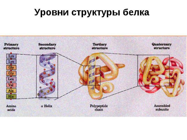 Уровни структуры белка