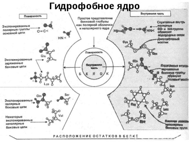 Гидрофобное ядро