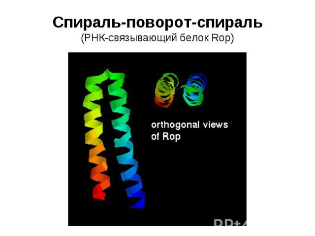 Спираль-поворот-спираль (РНК-связывающий белок Rop)
