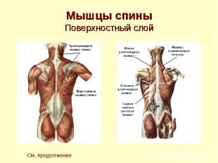 Мышцы спины Поверхностный слой