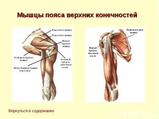 Мышцы пояса верхних конечностей