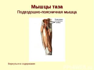 Мышцы таза Подвздошно-поясничная мышца