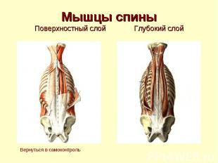 Мышцы спины Поверхностный слой Глубокий слой