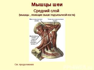 Мышцы шеи Средний слой (мышцы , лежащие выше подъязычной кости)