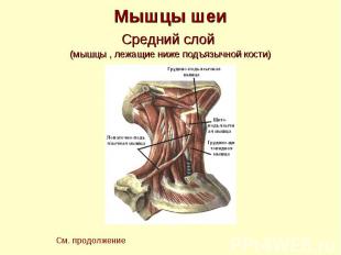 Мышцы шеи Средний слой (мышцы , лежащие ниже подъязычной кости)