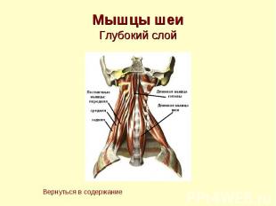 Мышцы шеи Глубокий слой