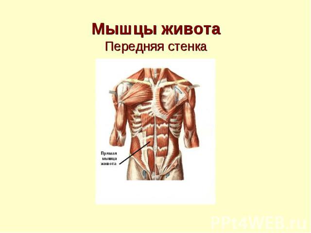 Мышцы живота Передняя стенка