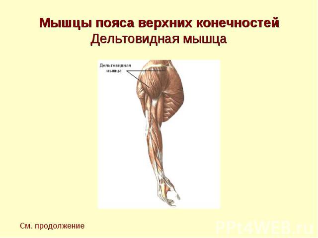 Мышцы пояса верхних конечностей Дельтовидная мышца