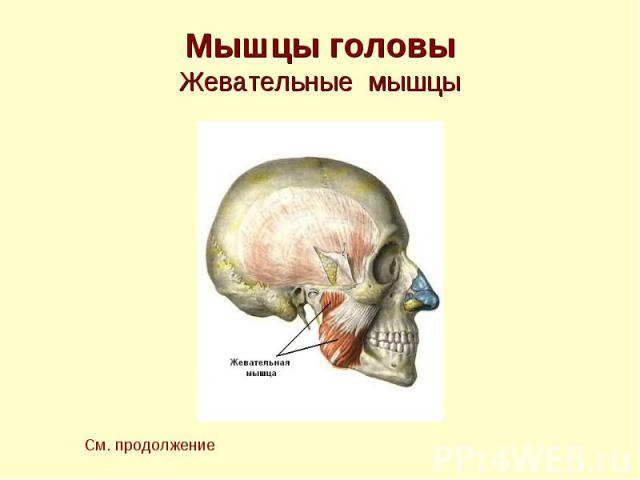 Мышцы головы Жевательные мышцы