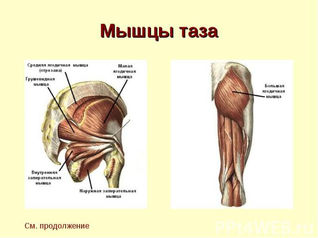 Мышцы таза