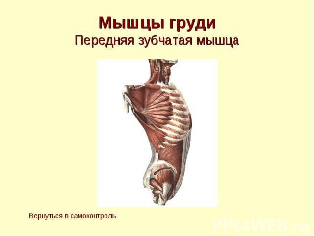 Мышцы груди Передняя зубчатая мышца