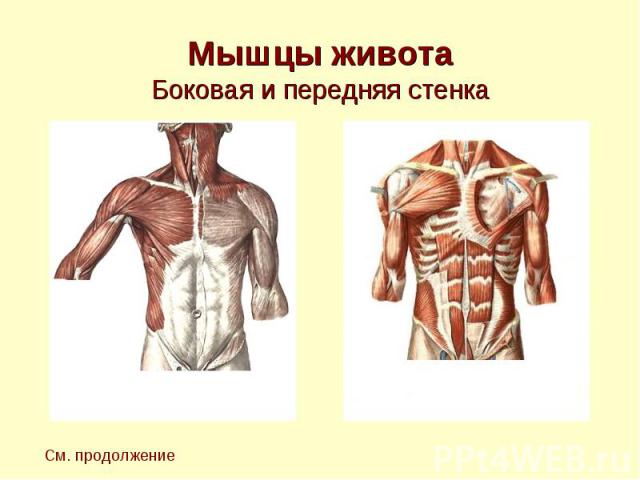 Мышцы живота Боковая и передняя стенка