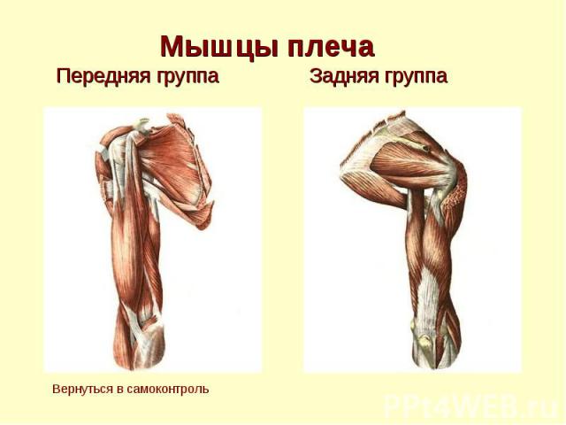 Мышцы плеча Передняя группа Задняя группа