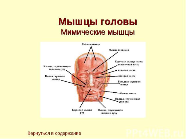 Мышцы головы Мимические мышцы