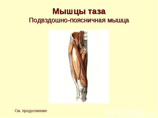 Мышцы таза Подвздошно-поясничная мышца