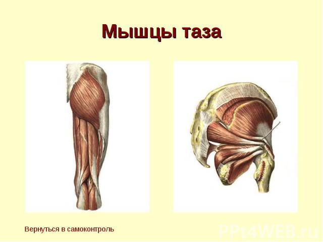 Мышцы таза