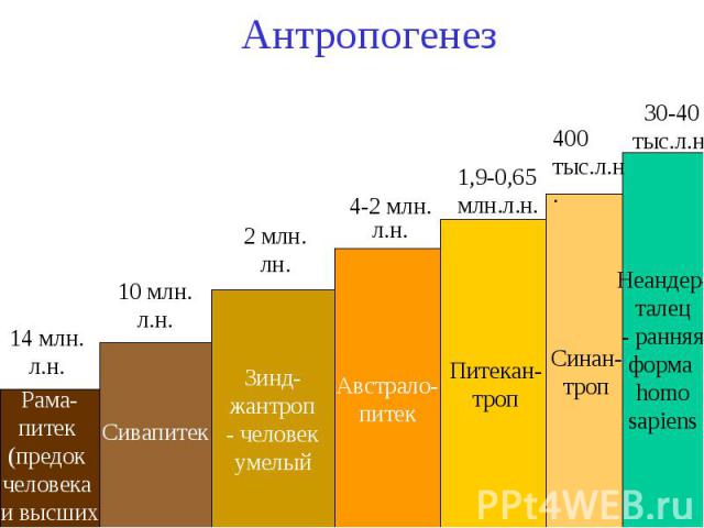 Антропогенез