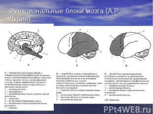 Функциональные блоки мозга (А.Р. Лурия)