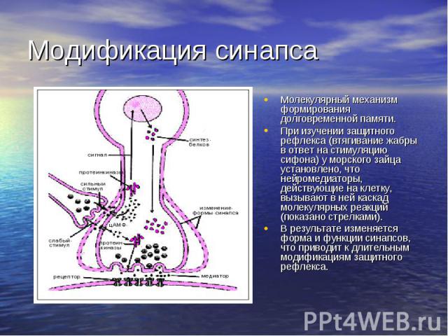 Модификация синапса Молекулярный механизм формирования долговременной памяти.  При изучении защитного рефлекса (втягивание жабры в ответ на стимуляцию сифона) у морского зайца установлено, что нейромедиаторы, действующие на клетку, вызывают в н…