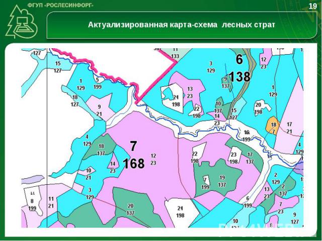 Характеристика лесов Алтайского края