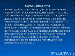 Серая мясная муха или мясоедка серая столь обычна, что её называют ещё и обыкнов