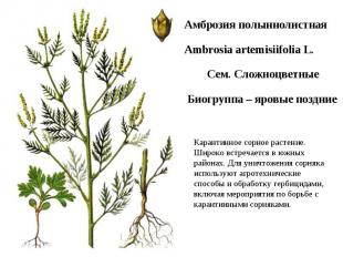 Амброзия полыннолистная Ambrosia artemisiifolia L. Сем. Сложноцветные Биогруппа